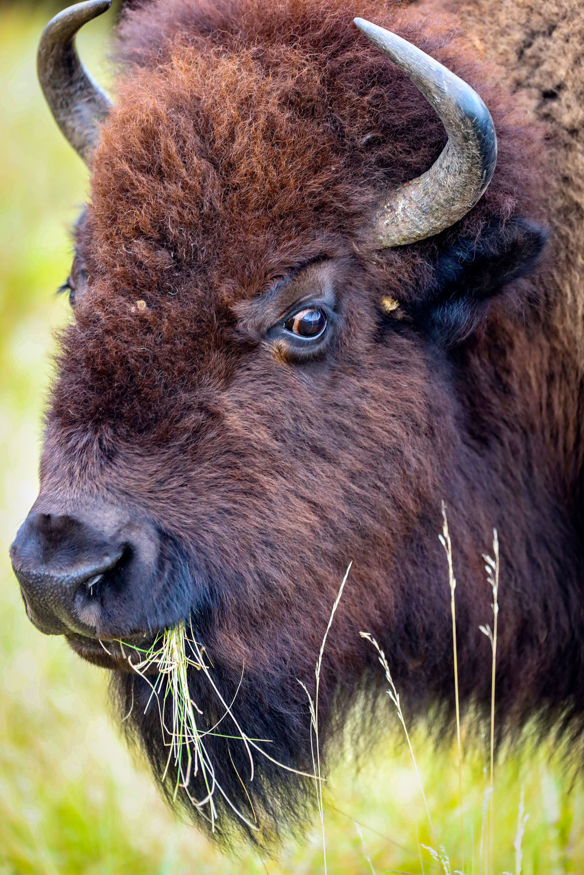 Custer State Park Prepares For Roundup